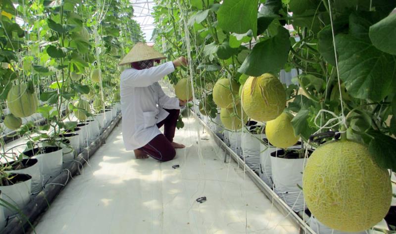 Việc tích tụ đất đai để mời gọi nhà đầu tư vào các vùng nông nghiệp ứng dụng công nghệ cao của Đà Nẵng đang bế tắc.
