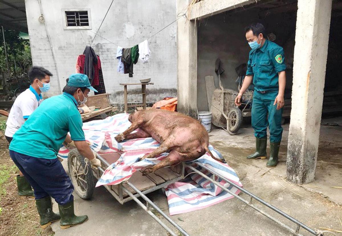 Lực lượng chức năng phối hợp với người dân tiêu hủy lợn bị bệnh.
