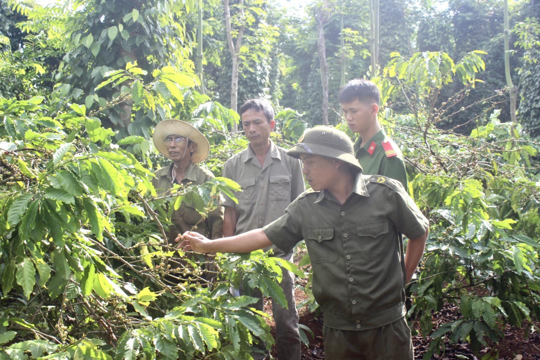 Lực lượng túc trực chốt bảo vệ và canh gác cà phê trên địa bàn xã Ea Tul (huyện Cư M'gar, tỉnh Đắk Lắk).