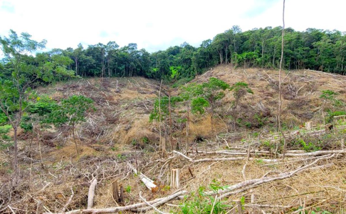 Hiện trường vụ phá rừng tại tiểu khu 793 thuộc lâm phần Cty Lâm nghiệp Kông Hde.