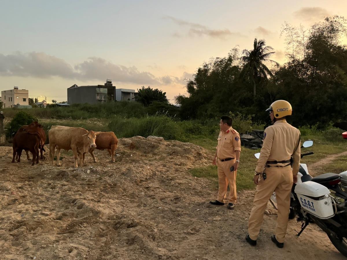 Công an phường Hòa Quý cùng lực lượng dân quân thu gom và làm việc với 3 chủ hộ chăn nuôi bò thả rông tại địa phương.