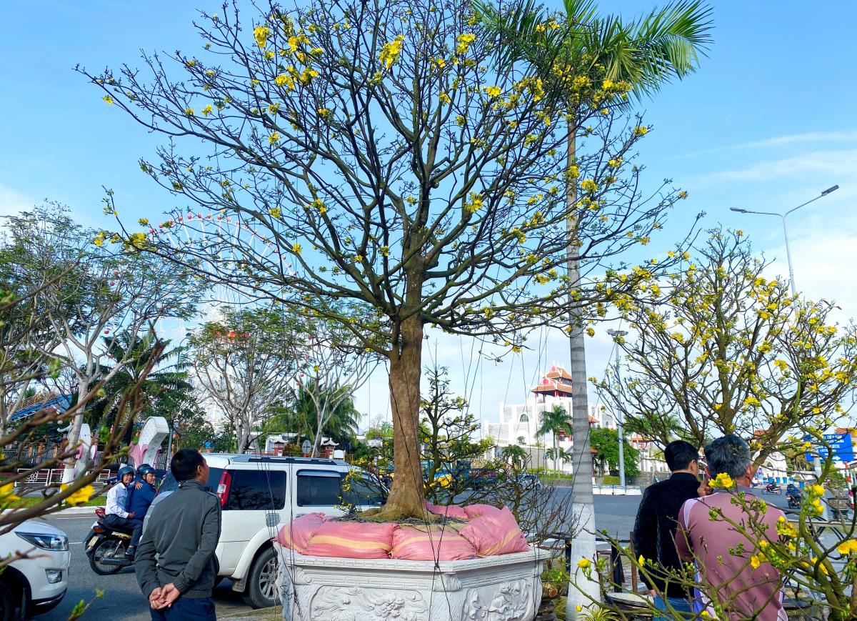 Người dân, du khách thích thú với những cây bonsai có tạo hình độc lạ.
