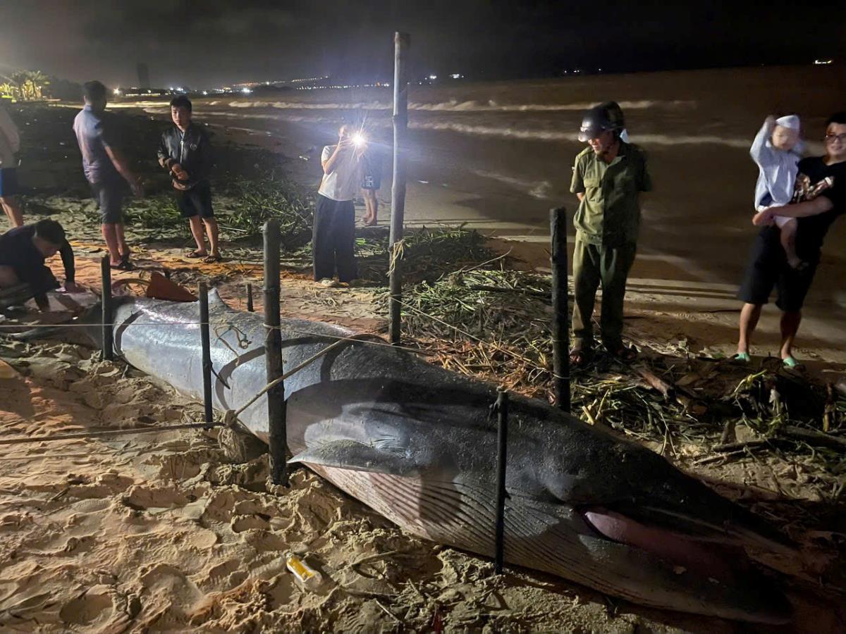 Đông đảo người dân đến xem cá voi nằm lụy bờ