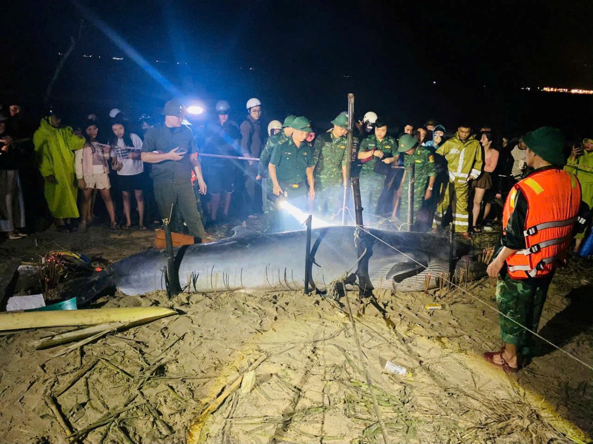 Các lực lượng chức năng kiểm tra hiện trường cá voi dạt vào bờ.