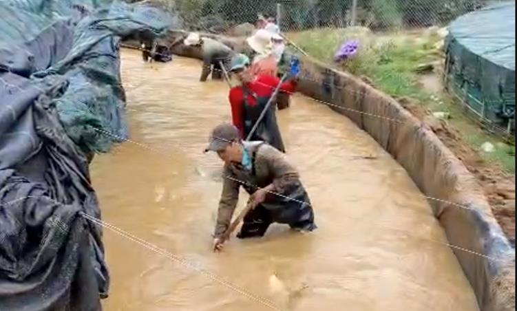 Ước tính có khoảng 70 tấn cá tầm bị thiệt hại