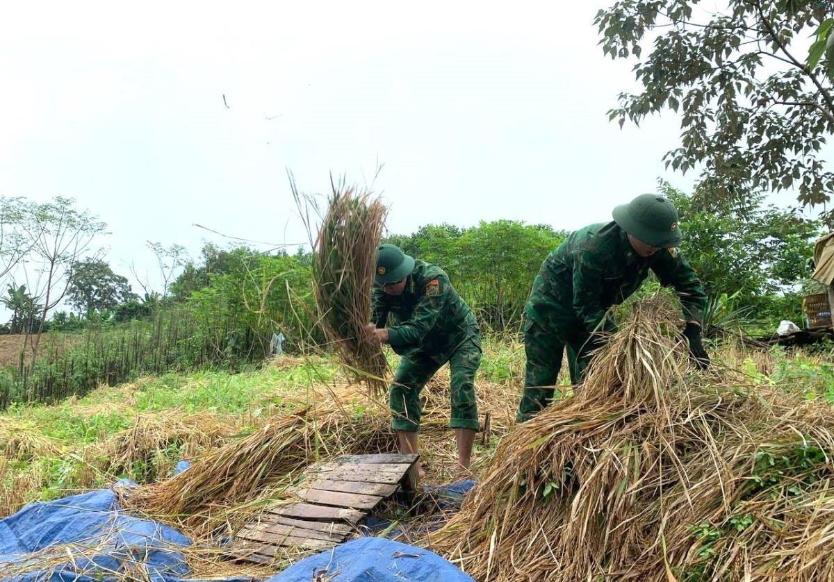 CBCS các ĐBP tuyến biên giới giúp nhân dân gặt lúa.