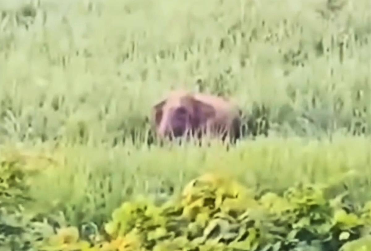 Con voi rừng này từng xuất hiện tại xã Mường Chọng vào đầu tháng 8-2025.