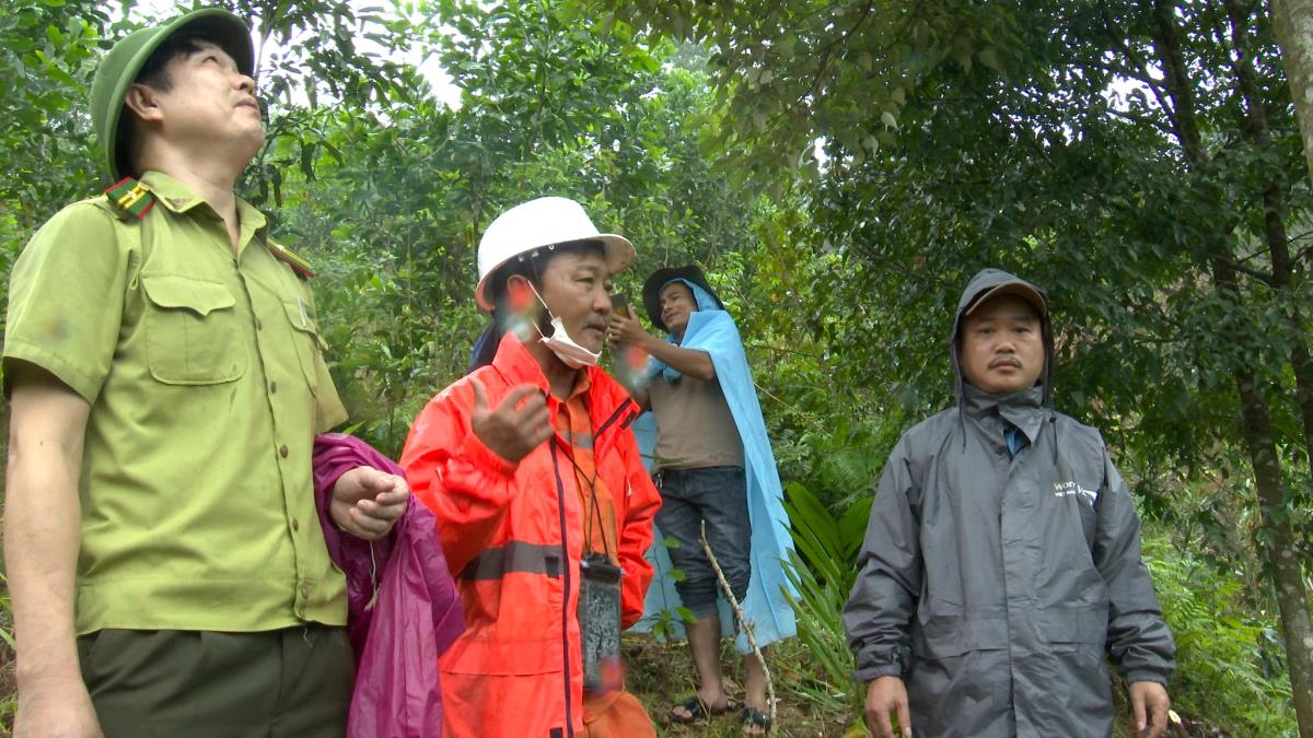 Lực lượng chức năng kiểm tra khu vực cây chò gây nguy hiểm.