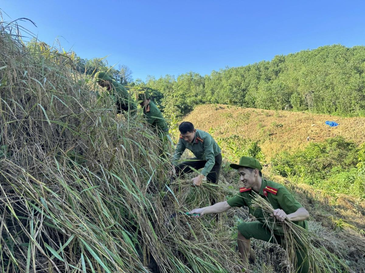 Bản thân Trung tá A Rất Hương – Trưởng Công an xã Đắc Pring cũng tham gia gặt lúa, gùi lúa từ rẫy về nhà cho người dân.