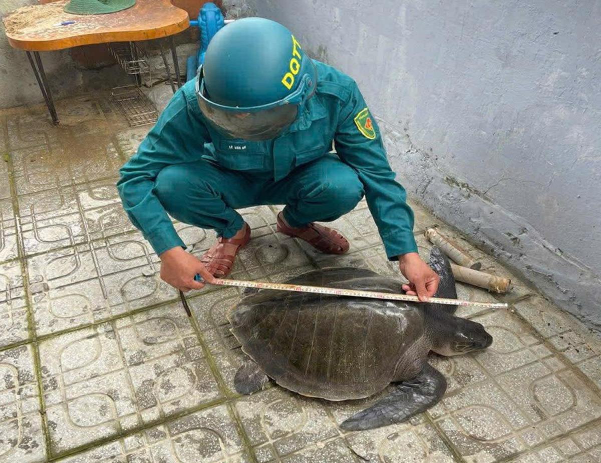 Cá thể đồi mồi được kiểm tra trước khi thả về biển.