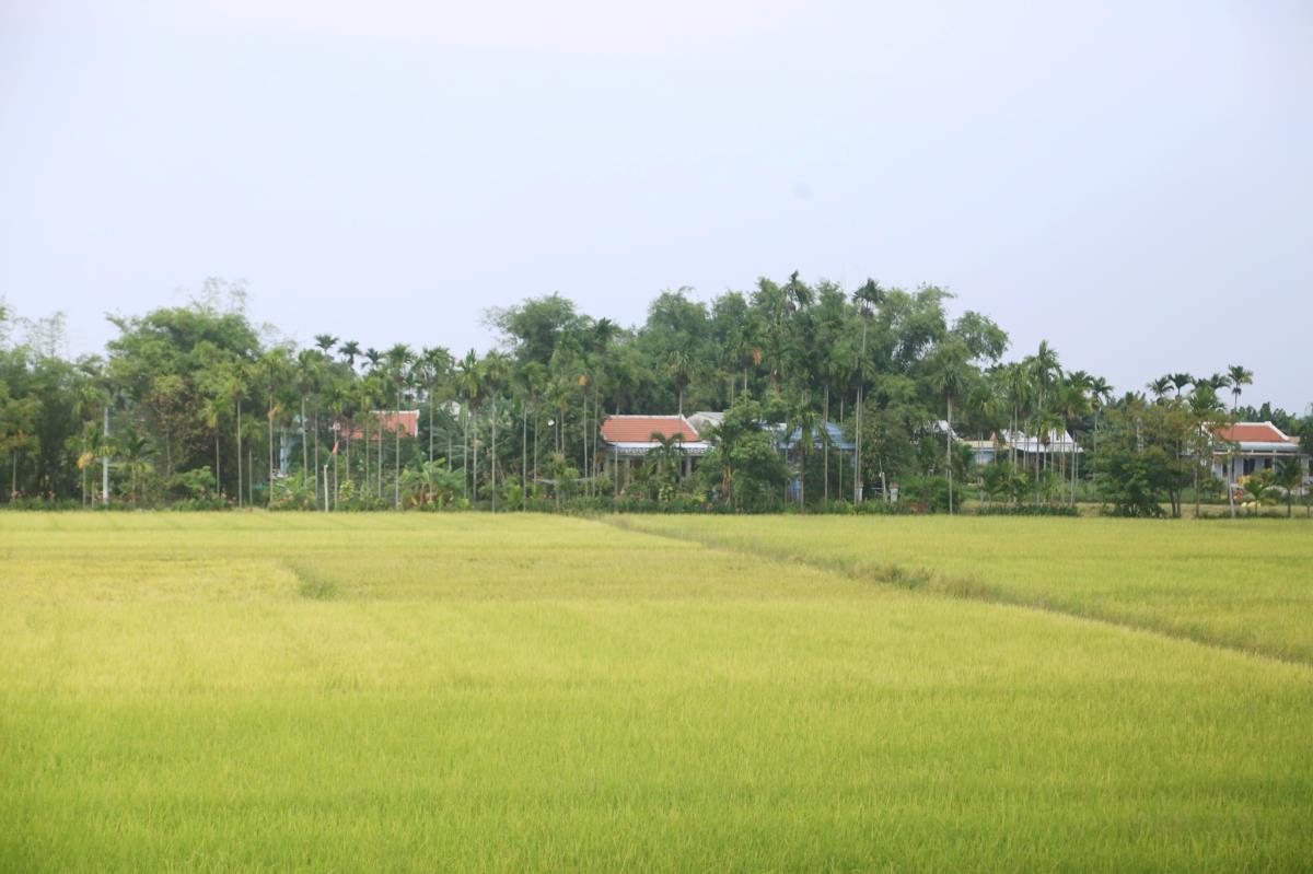 Kế hoạch hướng đến mục tiêu tối ưu hóa việc sử dụng đất nông nghiệp của TP Đà Nẵng