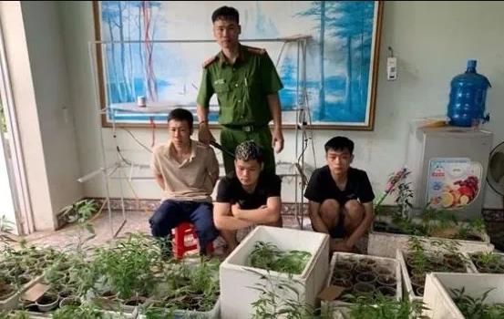 Công an phường Hùng Vương (quận Hồng Bàng) phối hợp với Phòng Cảnh sát điều tra tội phạm về ma túy kiểm tra và phát hiện "vườn" cần sa với số lượng lên đến 317 cây.