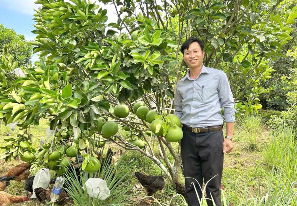 Trên diện tích đất trồng cây ăn trái, anh Thạnh chăn nuôi gà có chất lượng thịt được người tiêu dùng đánh giá, mang lại hiệu quả cao về thương phẩm.