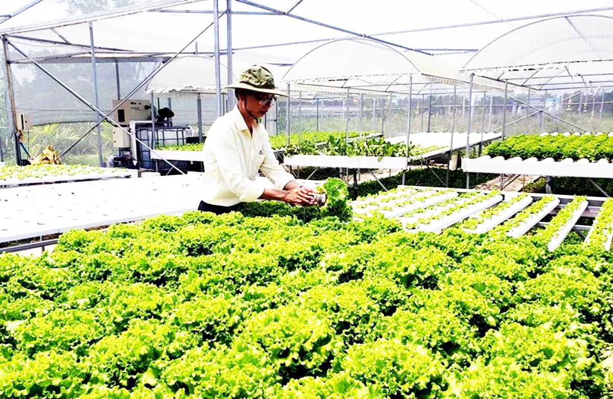 Sản xuất rau sạch tại HTX Sản xuất rau an toàn Túy Loan (H. Hòa Vang, TP Đà Nẵng).