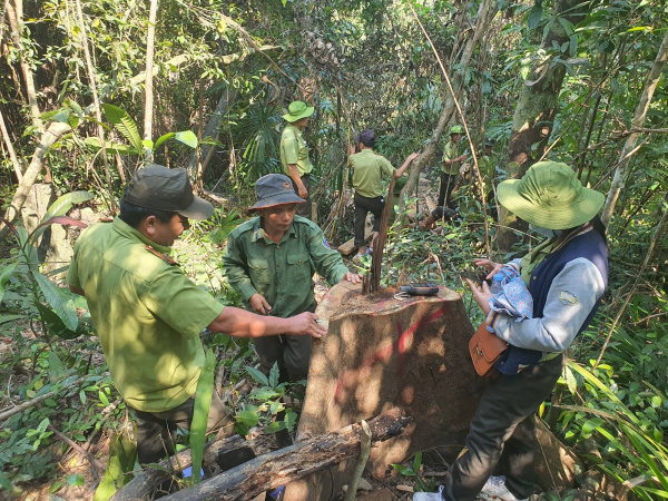 Lực lượng chức năng kiểm tra hiện trường vụ phá rừng.