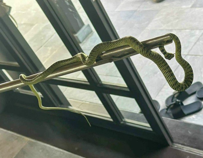 Con rắn bò trong phòng khu resort The Nam Hai. Ảnh: Facebook