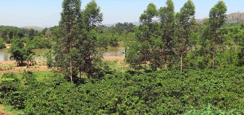 Một khu vực canh tác cà-phê bị ngập nước do thủy điện Đăk Psi 5 dẫn đến chất lượng vườn cây bị ảnh hưởng và thiệt hại nặng về năng suất.