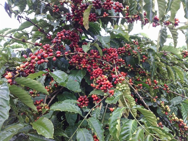 Theo chỉ đạo của UBND tỉnh Đắk Lắk chỉ được thu hái cà-phê chín, không được thu hái cà-phê đang còn xanh. (ảnh minh họa)