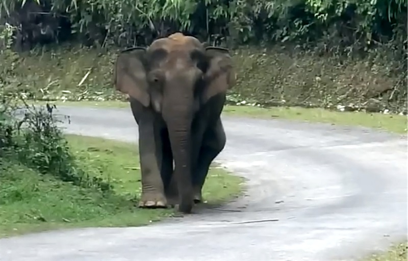 Con voi băng xuống đường tại xã Châu Phong.