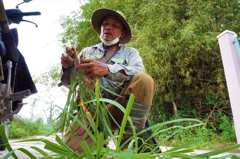 Ông Trần Đình Chương là một thợ săn cào cào giỏi tại TP Đà Nẵng.