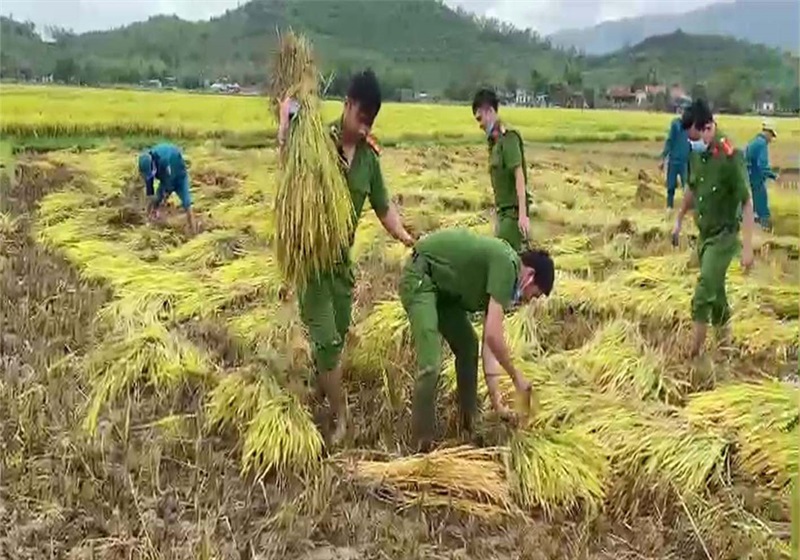 CBCS Công an huyện Phù Mỹ gặt lúa giúp người dân xã Mỹ Tài.