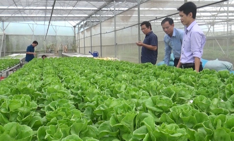 Nông dân H. Hòa Vang ứng dụng công nghệ cao sản xuất rau ăn lá trong nhà kính.