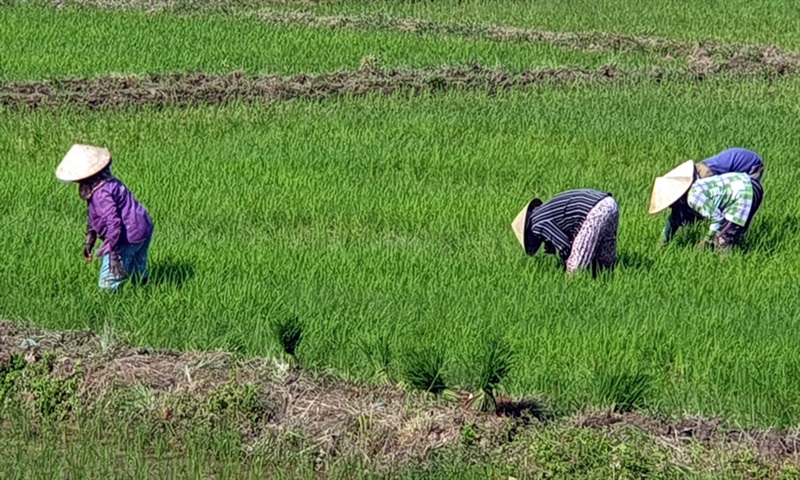 Đất ruộng bỏ hoang ven tuyến cao tốc Đà Nẵng - Quảng Ngãi (đoạn qua xã Hòa Tiến) được cải tạo, trồng lúa vụ hè thu 2022.