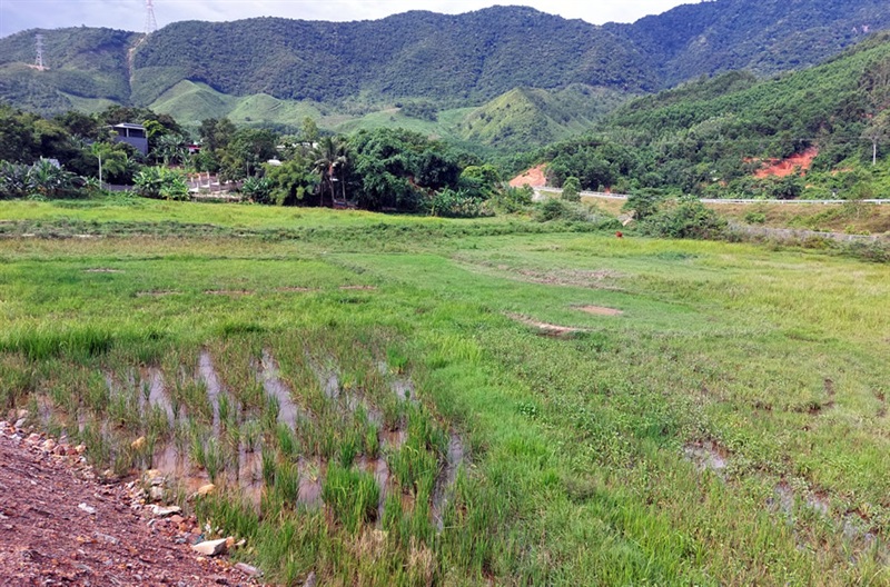 Hơn 3 ha đất nông nghiệp bị vùi lấp do thi công dự án đường La Sơn-Túy Loan ở Phò Nam, Hòa Bắc, Hòa Vang ảnh hưởng đến đời sống người dân. Ảnh: Hồng Thanh