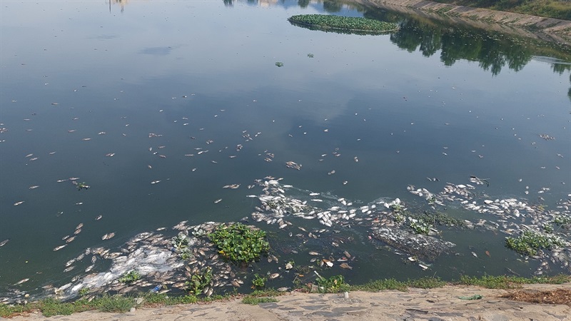 Cá chết tại hồ điều tiết Hòa Phú 3C.