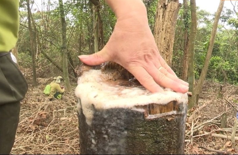 Kiểm tra, ghi nhận cây rừng bị đốn hạ tại địa bàn xã Đakrông.