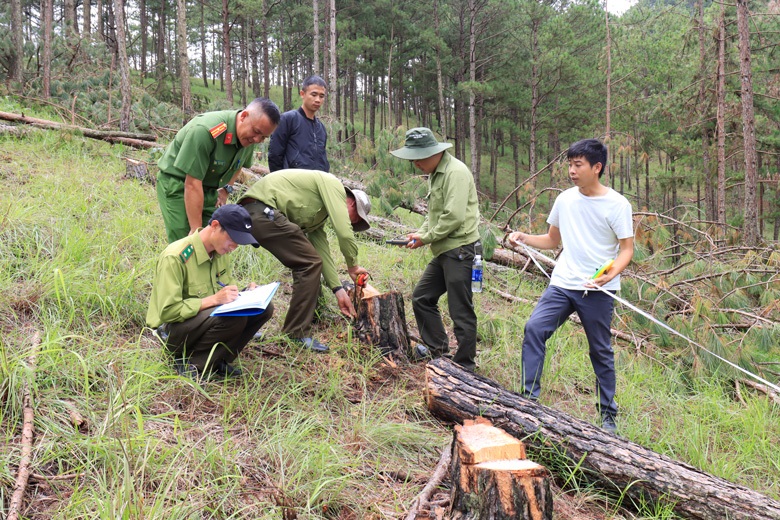 Lực lượng chức năng khám nghiệm hiện trường rừng thông bị cưa hạ trái phép ở Tiểu khu 144B.