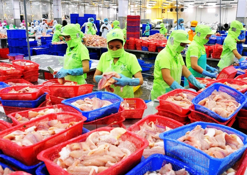 Lĩnh vực chế biến thịt cá đông lạnh của TP Đà Nẵng tăng trưởng khá trong tháng 8 và 8 tháng đầu năm 2022.