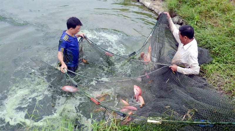 Mô hình nuôi cá nước ngọt đã mang lại nhiều lợi nhuận cho nông dân xã Hòa Khương.
