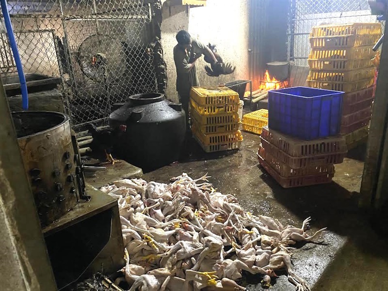170 con gà vừa được giết thịt tại thời điểm kiểm tra.