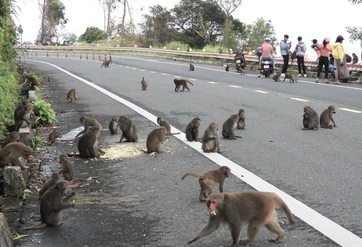 Cần xử lý nghiêm tình trạng cho khỉ ăn tự phát tại bán đảo Sơn Trà.