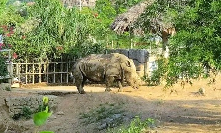 Tê giác được nuôi trong khu sinh thái Mường Thanh Diễn Lâm.
