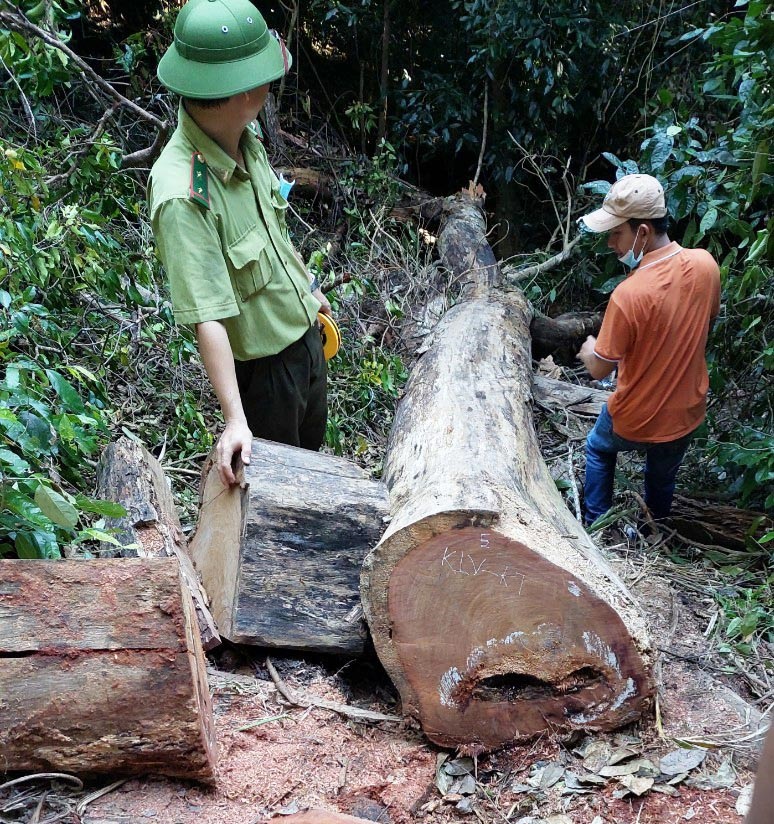 Hiện trường một vụ phá rừng tại địa bàn H. Kbang.