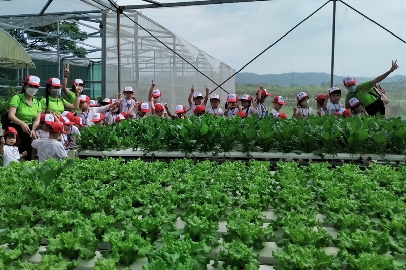 Học sinh mẫu giáo tham quan mô hình trồng rau thủy canh tại HTX Rau Túy Loan (xã Hòa Phong).