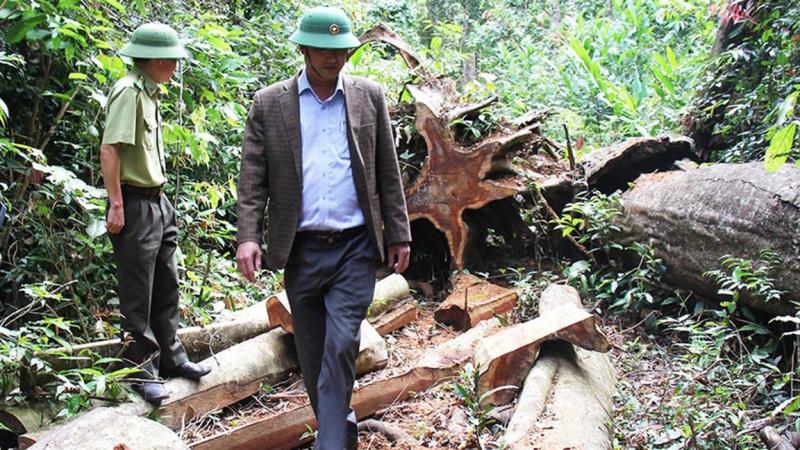 Có 16 cây gỗ trong lâm phần do Cty Sơ Pai quản lý bị khai thác trái phép.