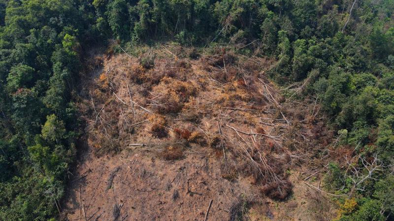 Nhiều cây gỗ lớn bị đốn hạ tại khu vực rừng bị xâm hại ở xã Phước Kim.