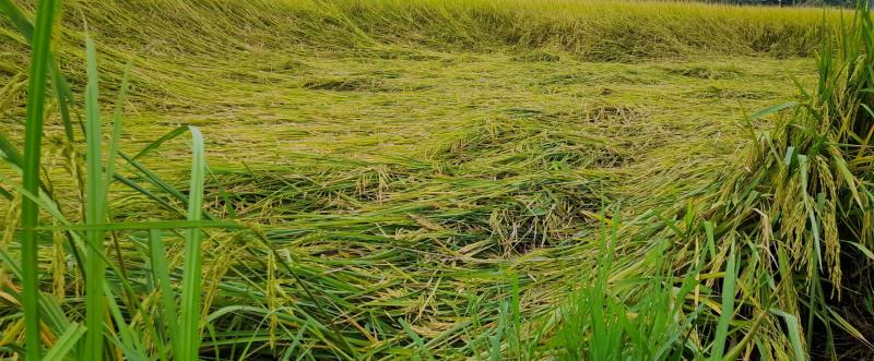 Gần 3.000 ha lúa tại Quảng Trị bị đổ ngã do lốc xoáy.
