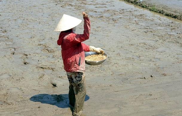 Nông dân xã Hòa Phong nhọc nhằn bám ruộng, sản xuất vụ lúa hè thu.