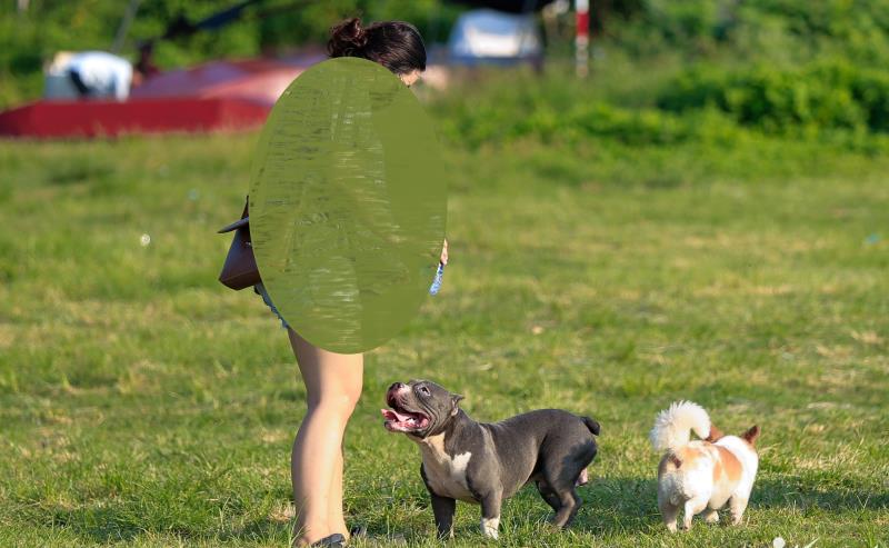 Một trường hợp không mang rọ mõm cho chó khi chăn dắt chó ở nơi công cộng.