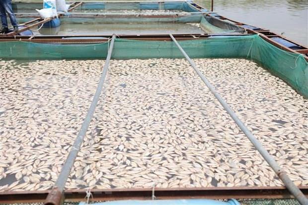 Theo ước lượng của các hộ dân nuôi cá khu vực trên, với hơn 20 hộ nuôi cá lồng bè trên đoạn sông dài hơn 1km thì số lượng cá chết trong những ngày gần đây bình quân khoảng 10 tấn cá chết/ngày.