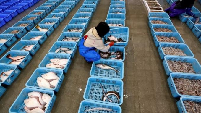 Công nhân phân loại cá sau hoạt động đánh bắt ở tỉnh Fukushima, Nhật Bản. Ảnh: Reuters