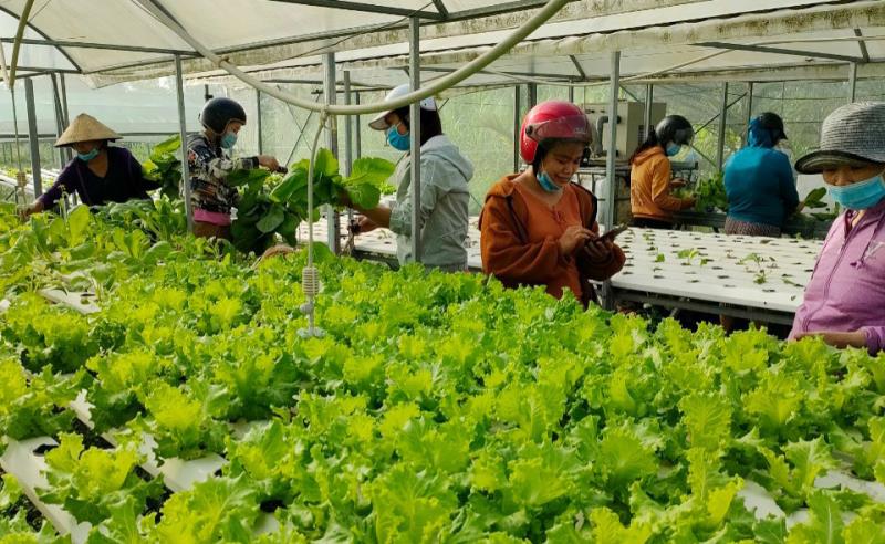 Người tiêu dùng tiếp cận sản phẩm rau ăn lá của HTX Rau an toàn Túy Loan (xã Hòa Phong).