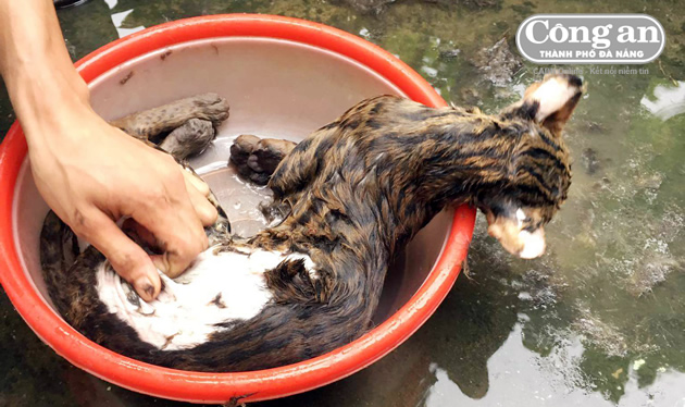 Mèo rừng quý hiếm là một trong những loài động vật hiếm và đặc biệt nhất trên trái đất. Hãy xem những hình ảnh về quá trình xẻ thịt mèo rừng quý hiếm để hiểu thêm về những nỗ lực bảo tồn và bảo vệ loài động vật quý giá này.