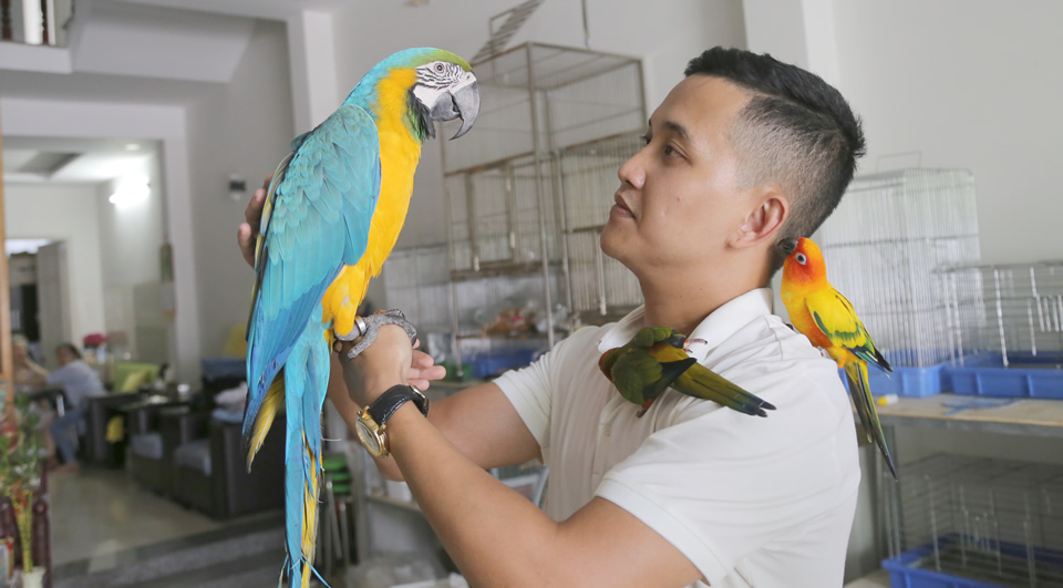 Vẹt Macaw (Vẹt đuôi dài vàng lam) – Cách nuôi và nguồn gốc
