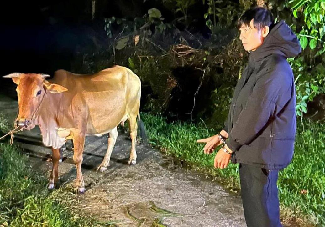 Đối tượng Phương bị bắt cùng con bò trộm của bà Liên.