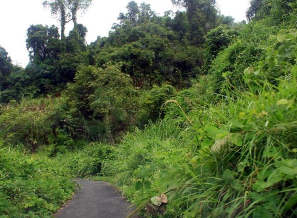 Đường lên Hòn Bà cỏ cây phủ lối